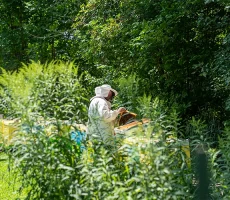 Maitre-et-compagnon-apiculture2