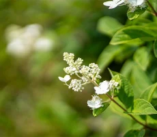 Maitre-et-compagnon-apiculture5